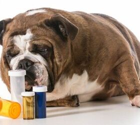 Best Dog Probiotics for Better Digestion