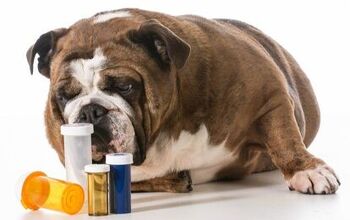 Best Dog Probiotics for Better Digestion