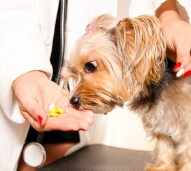 Best Dog Multivitamins for Optimal Canine Health