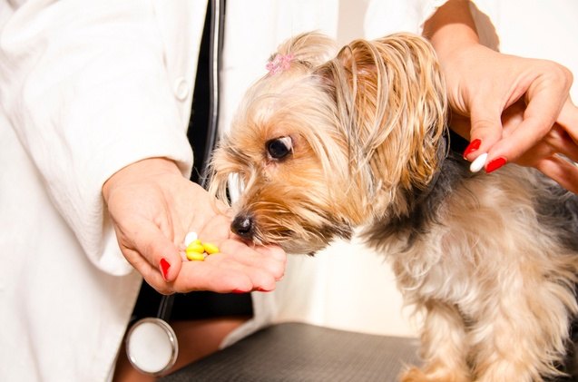 best dog multivitamins for optimal canine health