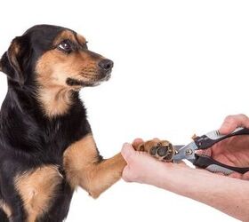 using a dog nail trimmer