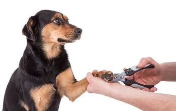 Best Dog Nail Trimmers