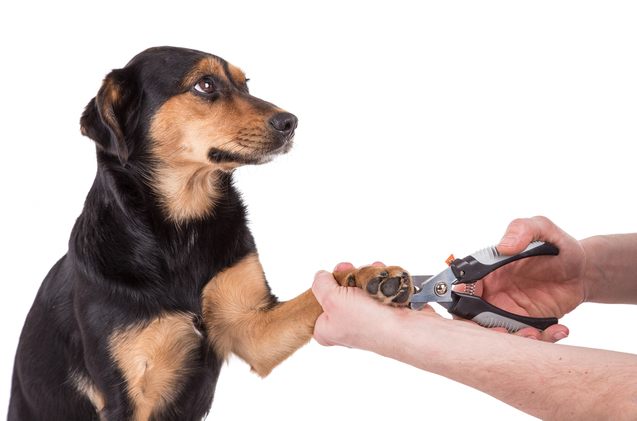 best dog nail trimmers