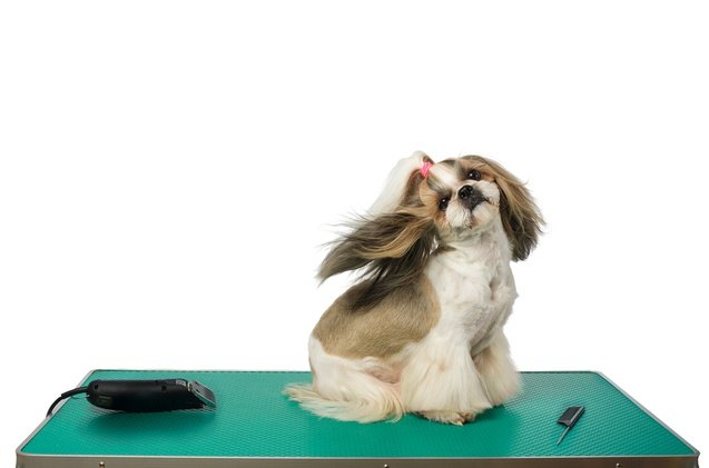 best dog grooming tables