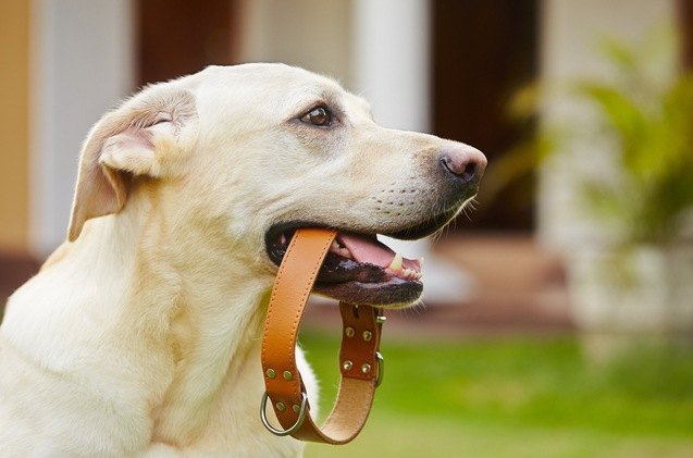 best leather dog collars