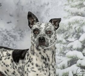 adoptable dog of the week spots