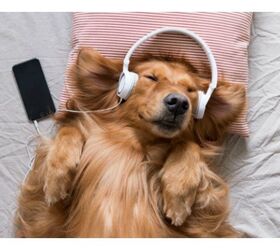 Spotify’s New Pet Playlists Stream Tail-Wagging Music