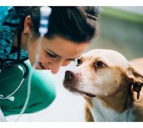 Pet Blood Donation: Giving The Gift Of Life To Man’s Best Friends