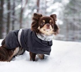 Best Dog Winter Coats