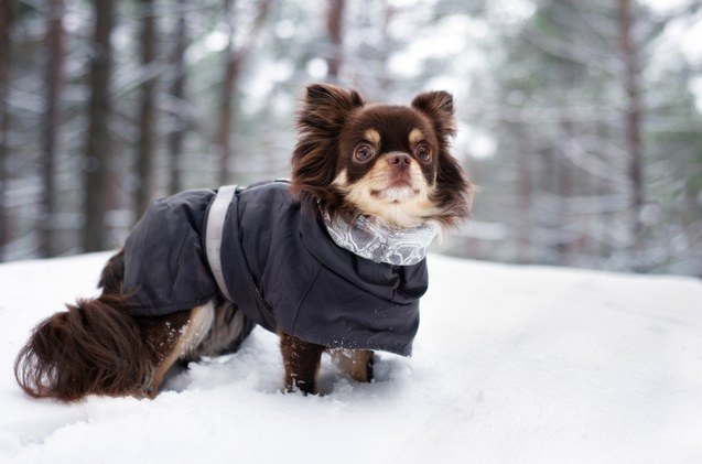 best dog winter coats