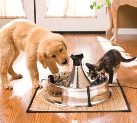https://cdn-fastly.petguide.com/media/2022/02/28/8288366/best-dog-water-fountains.jpg?size=720x845&nocrop=1