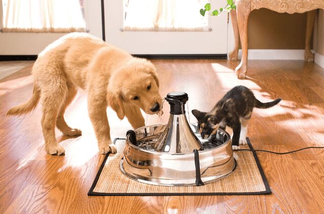 best dog water fountains