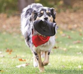 best dog frisbees