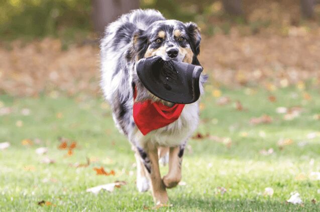 best dog frisbees