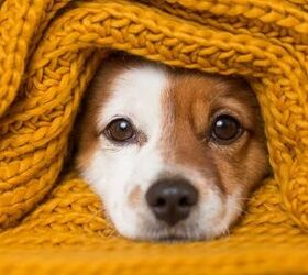 Best Dog Blankets