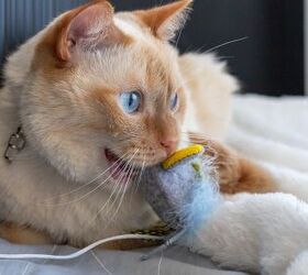 best cat chew toys
