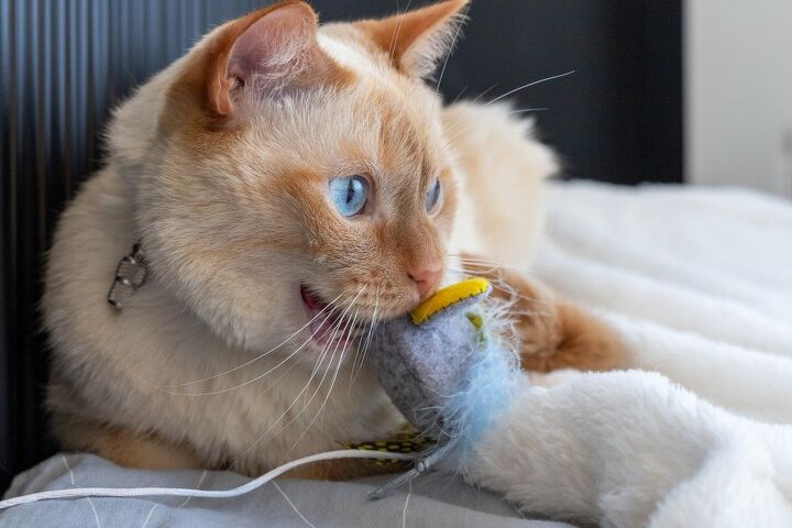 best cat chew toys