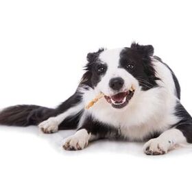 Best Dog Dental Chews