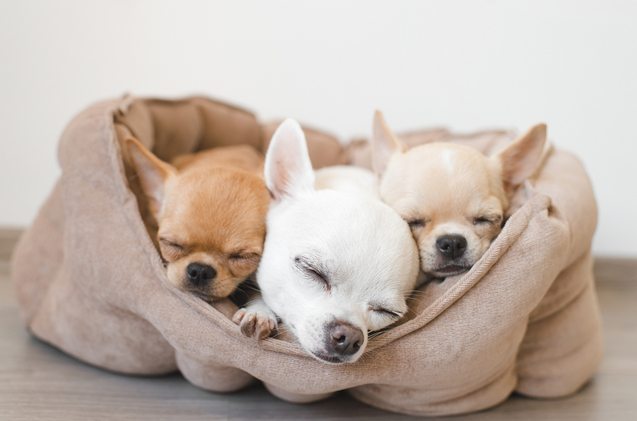 best heated dog beds