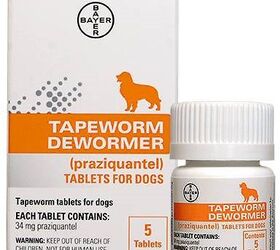 Best Dog Dewormers | PetGuide