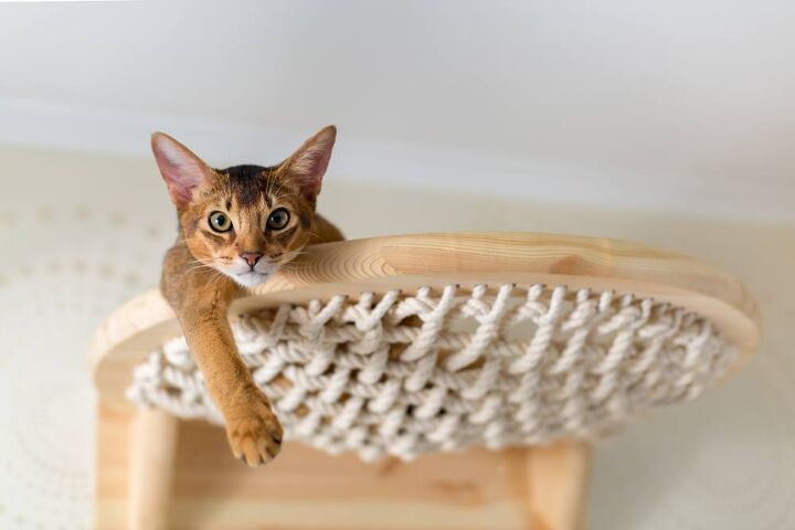 best cat hammocks