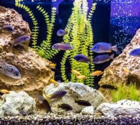 best aquarium power filters