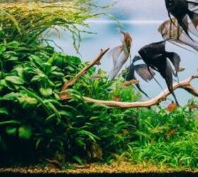 Geven hamer Magistraat Best Natural-Looking Aquarium Decorations | PetGuide