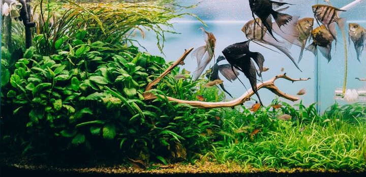 best natural looking aquarium decorations