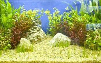 Best Products to Remove Aquarium Algae