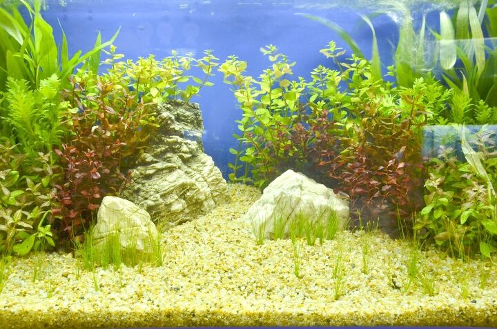 best products to remove aquarium algae