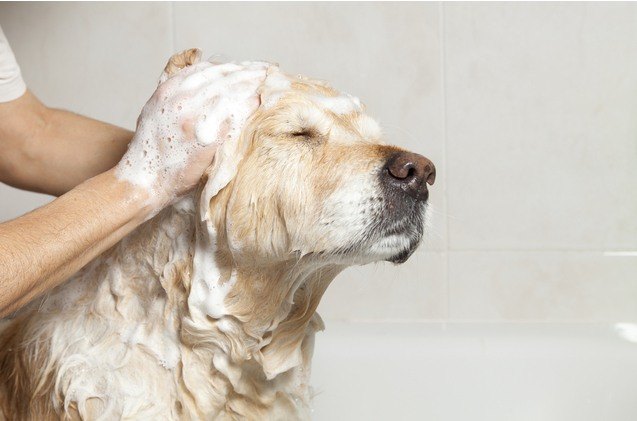 best flea shampoo for dogs