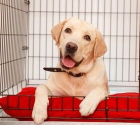 Best Dog Crate Pads