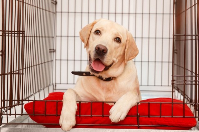 best dog crate pads