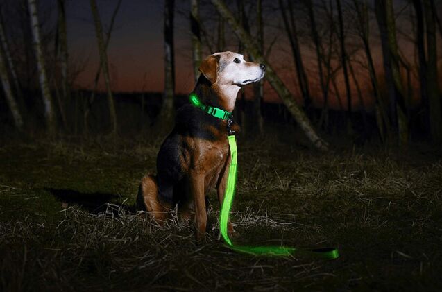 best led dog collars