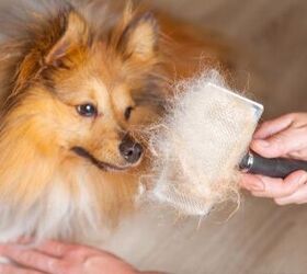 Best Brushes for Shedding Dogs | PetGuide