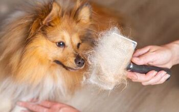 Best Brushes for Shedding Dogs