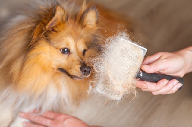 best brushes for shedding dogs