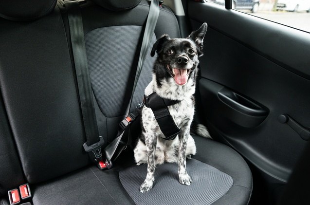 best dog seat belts