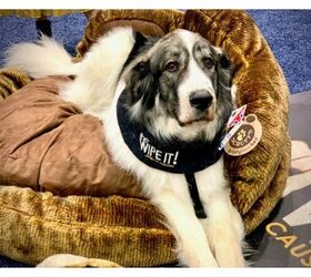 Global Pet Expo 2020 Day 2: The Furry Fun Continues
