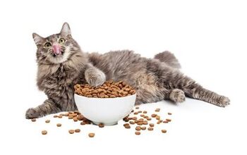 Best Diet Cat Foods