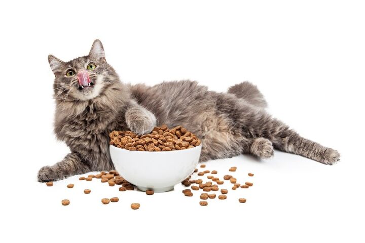 best diet cat foods