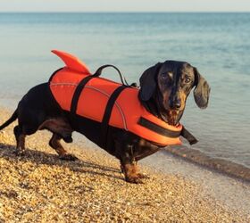Best Dog Life Vests | PetGuide