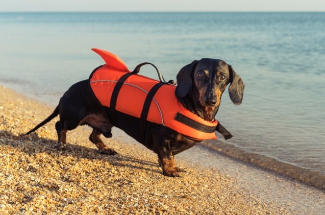 best dog life vests
