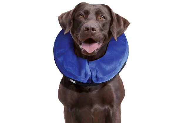 Inflatable dog collar city farmers Outlet