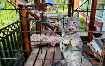 Best Outdoor Cat Enclosures