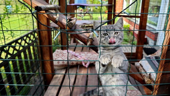 best outdoor cat enclosures