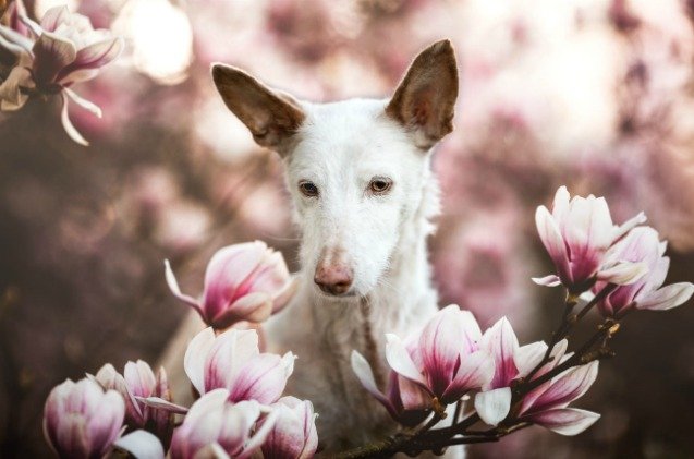 picture perfect check out these dog photographers award winning pi