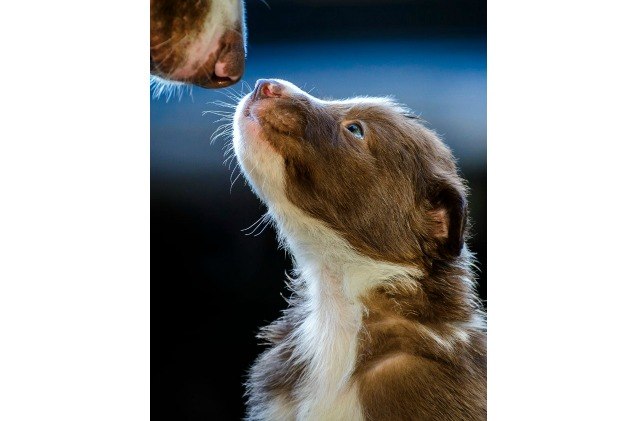 picture perfect check out these dog photographers award winning pi