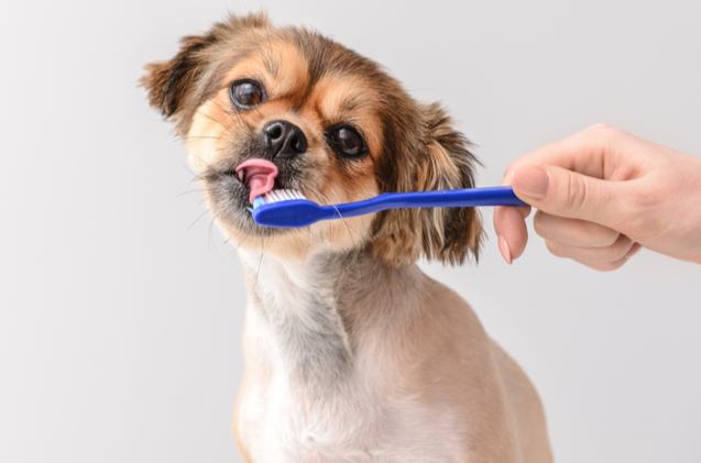 Cover: Top 4 Toothpastes for Dogs and Puppies