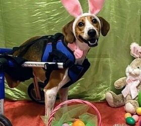 2-Legged Dog Hops Into Race To Become Cadbury Easter Bunny